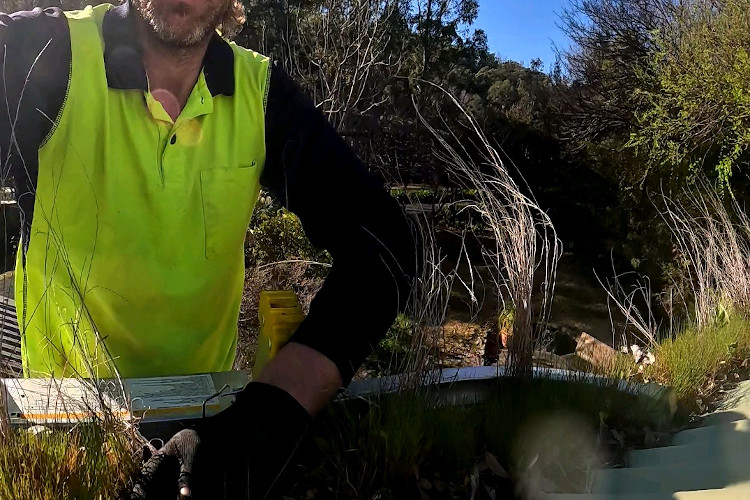 
Grass making a statement in ulladulla gutters, cleaner poised.