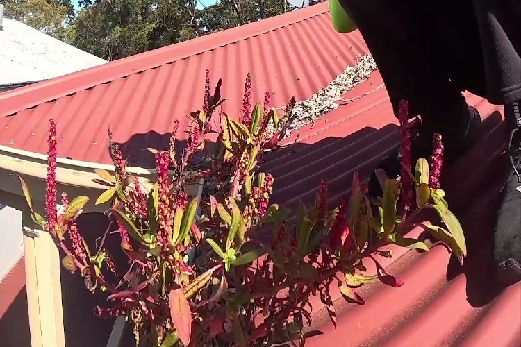 
A picturesque sight: red-hued plants in the guttering, ready for cleaning.