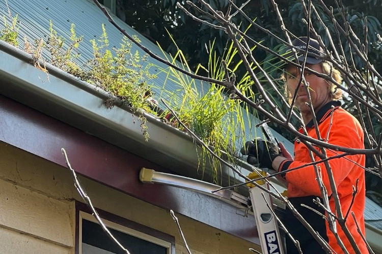
Proficient gutter cleaning expert in ulladulla is captured on camera amidst the vibrant growth from the gutters.