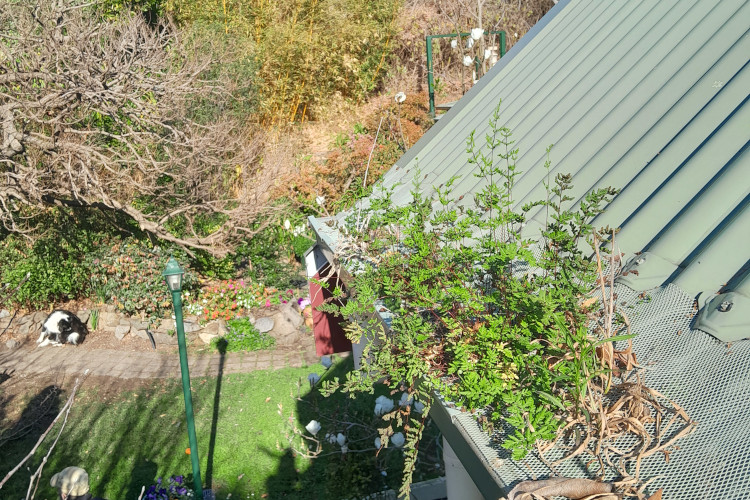 yet another fine gutter cleaning image photographed in ulladulla.