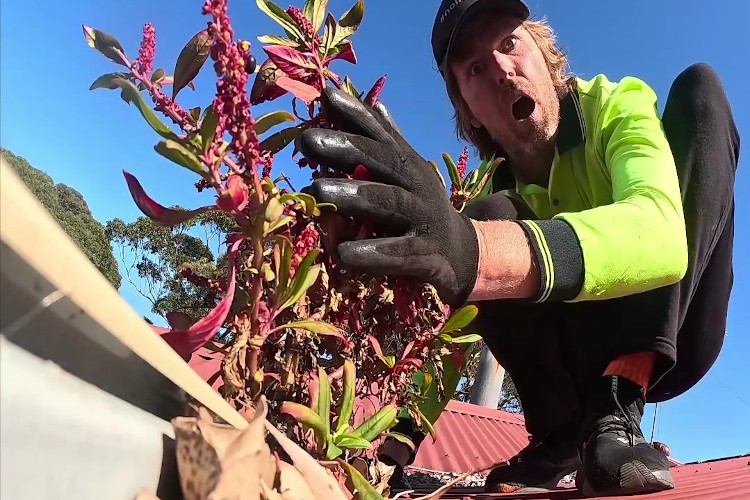 
ulladulla gutter cleaner in complete shock at the sight of gorgeous plants thriving from the guttering.