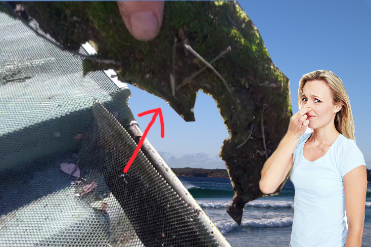 
ulladulla Gutter Cleaning Service`s Moss Removal: Local Woman`s Odor Aversion Under Gutter Guard