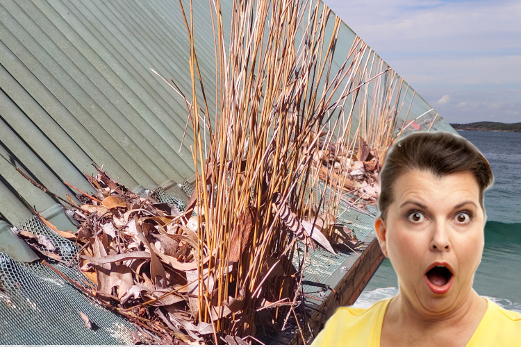 
Plant Growth Through ulladulla Gutter Guards Leaves Woman Speechless